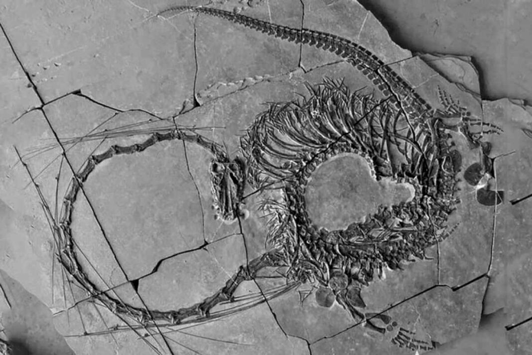 hallaron-fosiles-de-un-‘dragon-chino’-de-240-millones-de-anos
