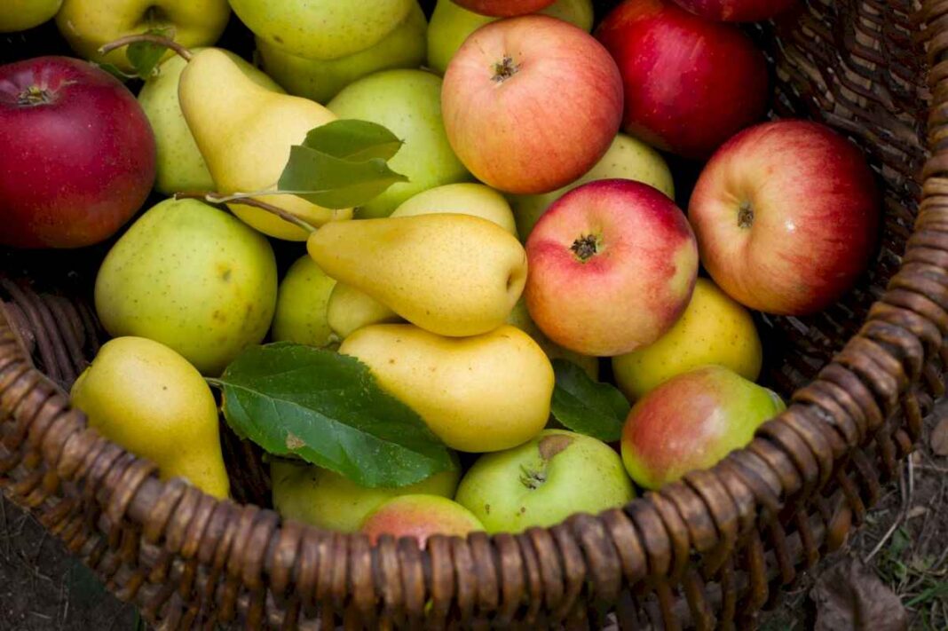 sabores-de-otono.-cuales-son-los-mejores-productos-de-estacion-y-como-cocinarlos