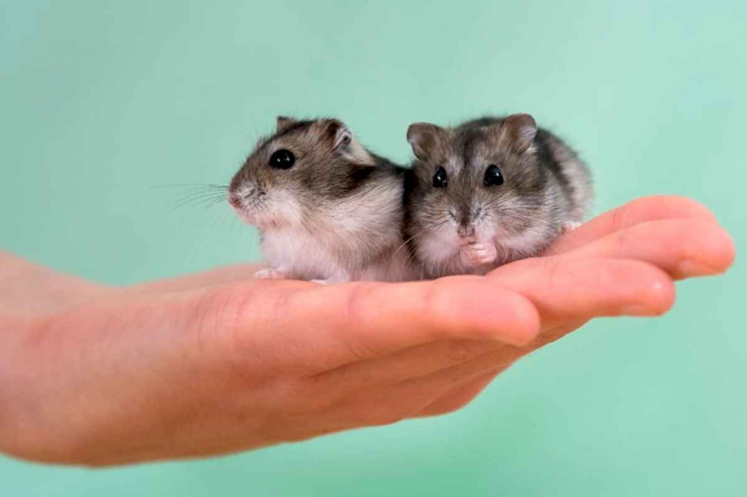 hamster-enano:-cuales-son-sus-cuidados-y-necesidades