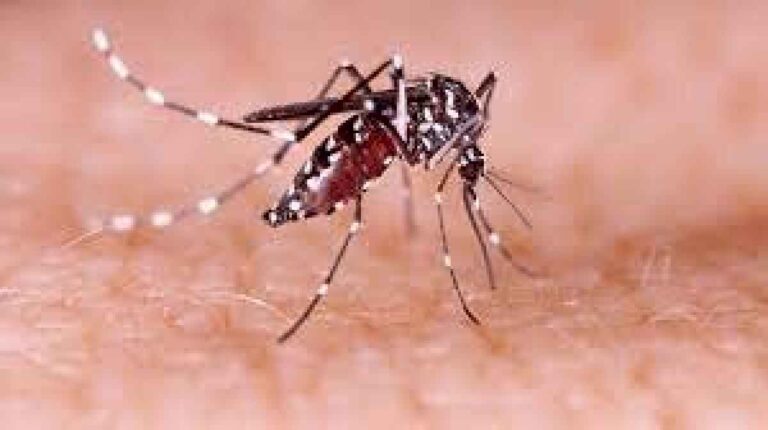 dengue:-confirmaron-36-mil-nuevos-casos-y-otros-36-fallecimientos