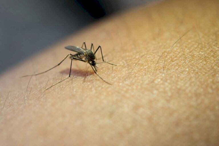murio-el-primer-paciente-por-coinfeccion-de-dengue