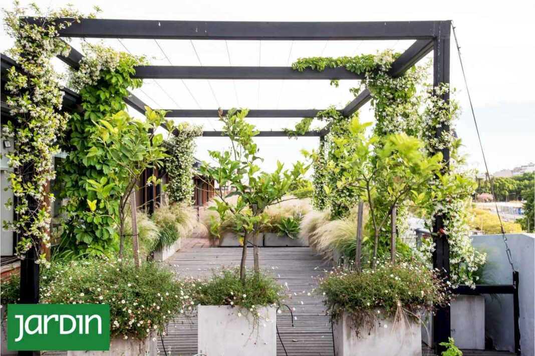 que-plantas-trepadoras-con-flores-elegir-para-vestir-tu-pergola