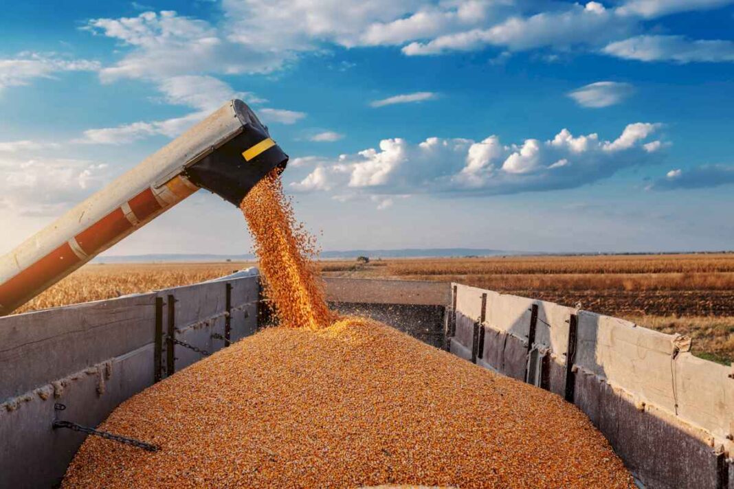 mazazo:-que-proponen-desde-una-entidad-de-agronomos-para-la-chicharrita-en-la-proxima-campana-de-maiz