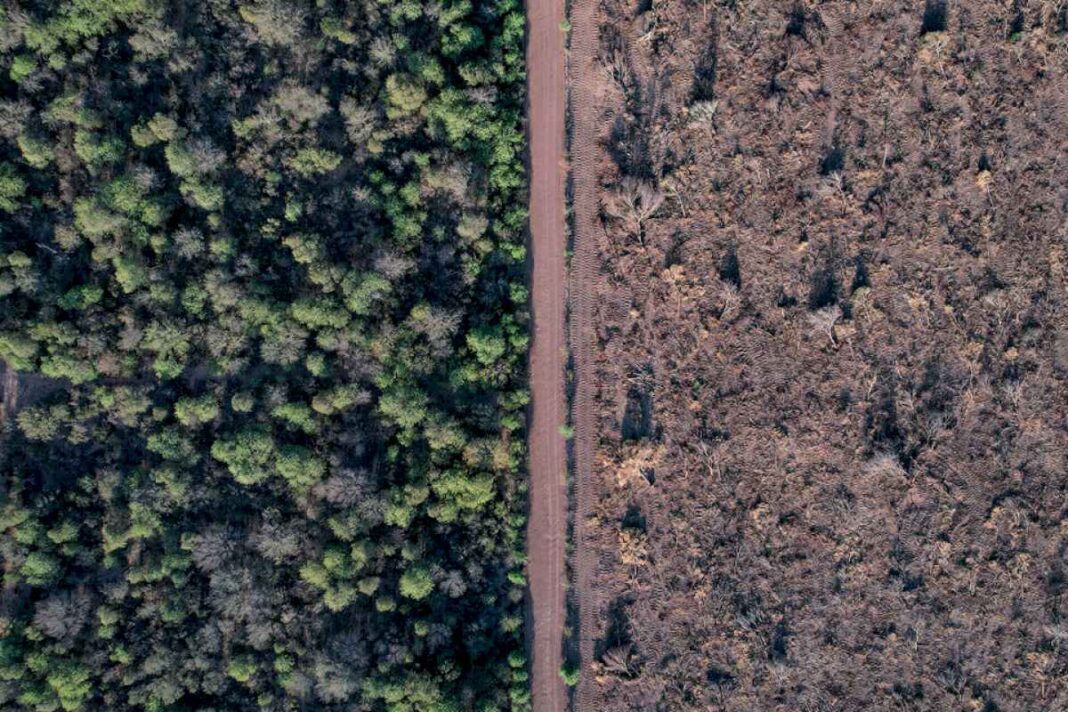 cronicas-del-desmonte-campo-adentro