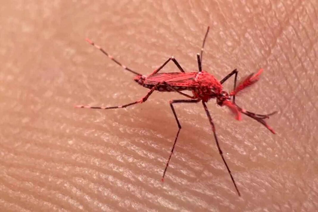 por-que-mendoza-aconseja-no-matar-a-los-nuevos-mosquitos-«rojos»?