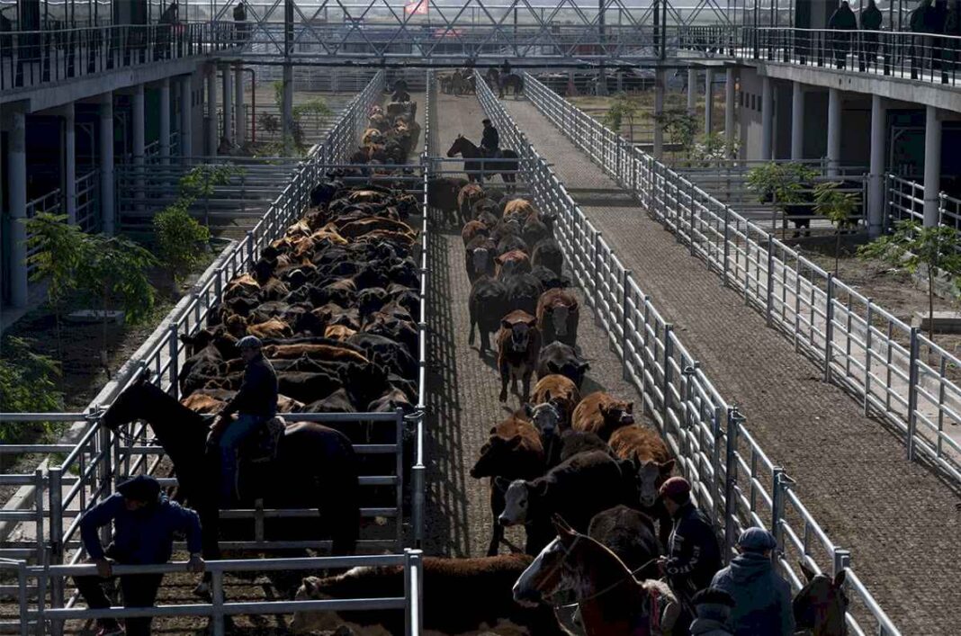 una-oferta-superior-a-las-necesidades-de-la-demanda-deprimio-los-precios-en-el-mercado-agroganadero