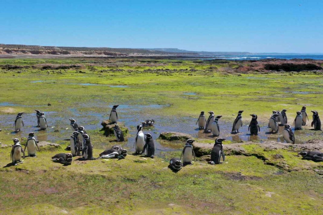 comienza-el-juicio-oral-por-la-masacre-de-pinguinos-de-punta-tombo