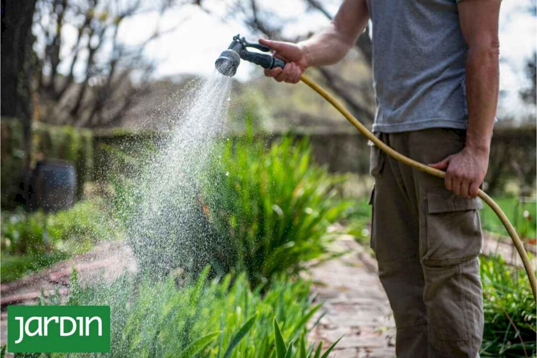 3-reglas-de-oro-para-que-tus-plantas-no-mueran-cuando-comienza-el-calor