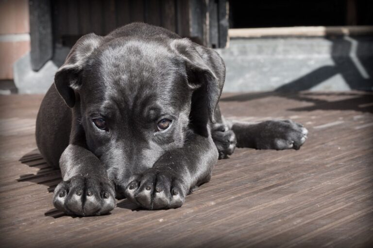 Qué hago si mi perro tiene un chichón en la cabeza, según un experto