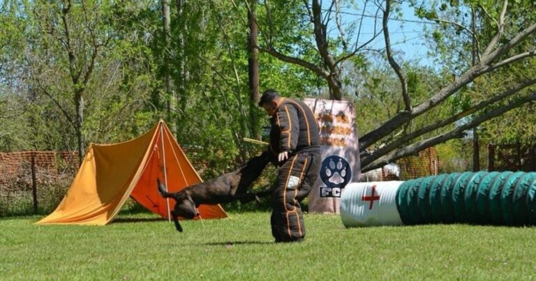 Mondioring: cómo es el deporte canino que ya tiene 20 perros «atletas» en Argentina