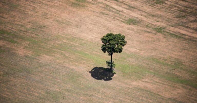 Brasil. Ley de la devastación y la insostenibilidad del capitalismo verde