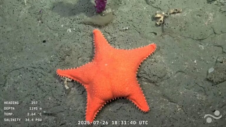 La emoción de un científico que participa de la expedición por el Mar Argentino: Nunca en mi vida vi peces así