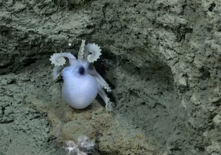 «Hay plan para el domingo»: esto es todo lo que se sabe de la nueva transmisión del CONICET