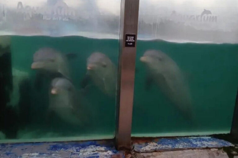 Denuncian animales abandonados en el ex Aquarium