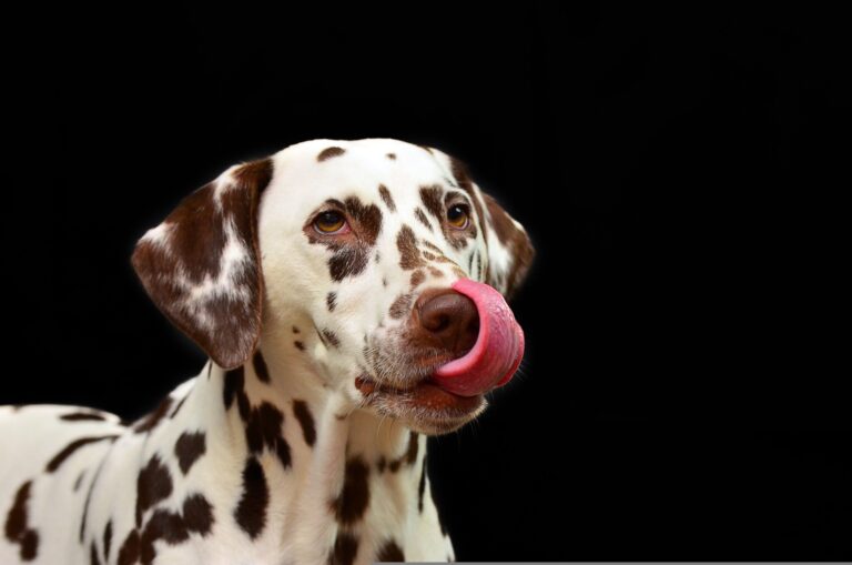 Por qué tu perro te lame? La verdadera razón revelada por una experta sorprende a más de uno