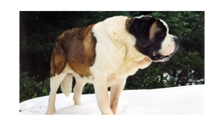 El insólito salvador del fútbol inglés: el día que un perro evitó la quiebra del Manchester United