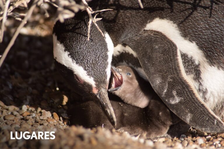Patagonia: cómo viven los pingüinos de Magallanes de la colonia más grande del planeta