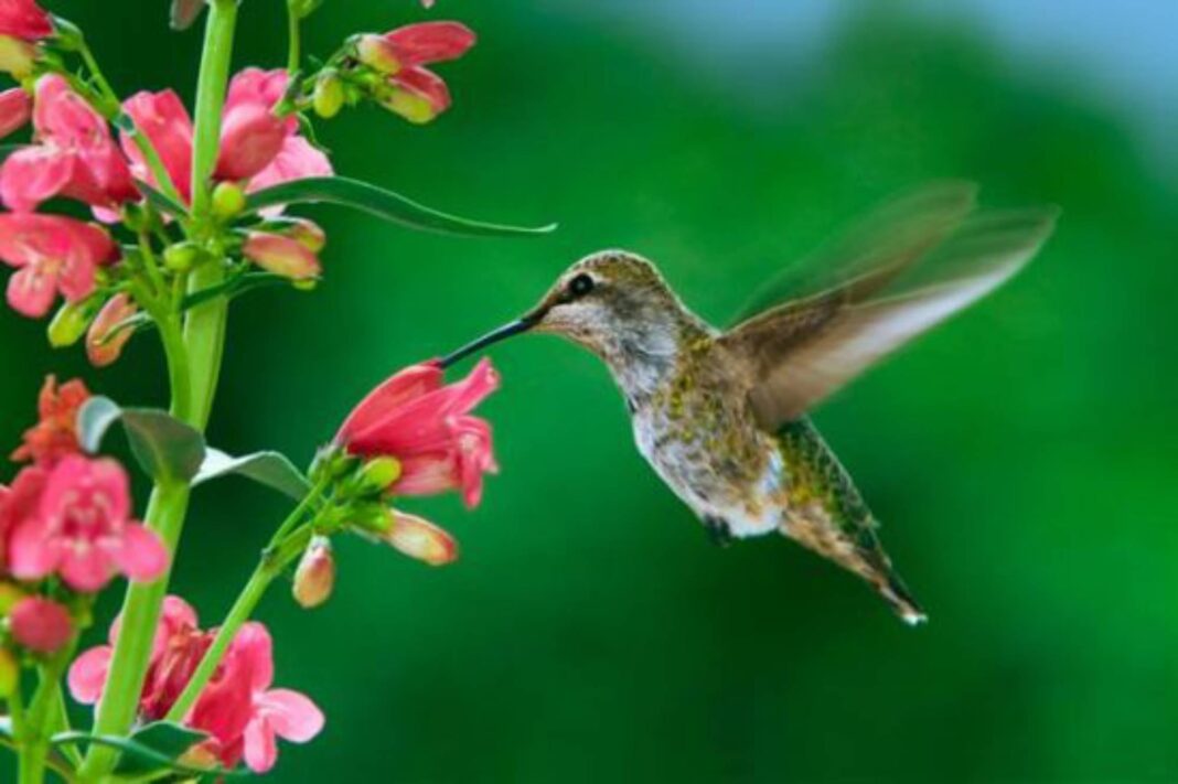 Un colibrí o picaflor suspendido en el aire frente a flores de un jardín.