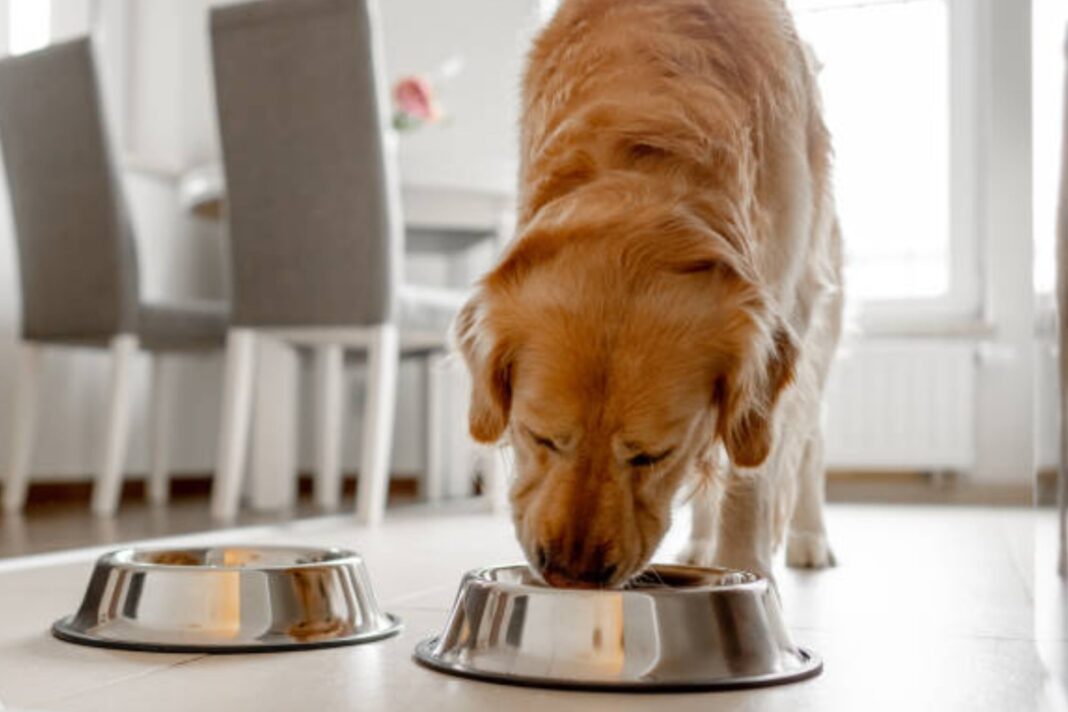 Perro comiendo de un plato en un hogar argentino