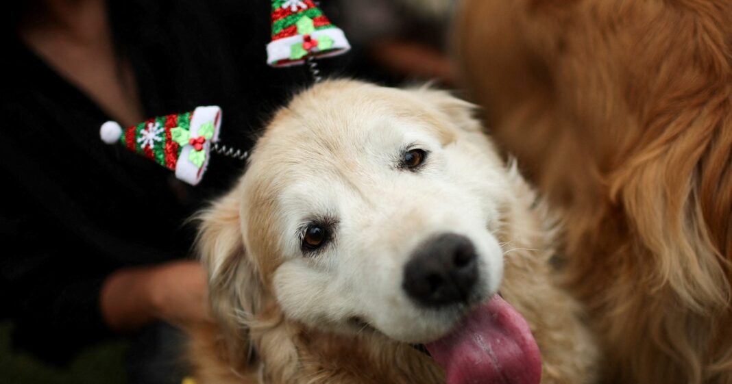 Golden retriever interactuando de forma cercana con una persona, ilustrando la conexión emocional estudiada.