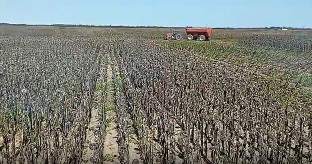 Campo de girasoles en flor en la región pampeana de Argentina