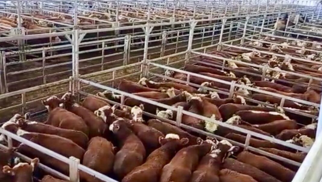 Operativa de camiones y ganado en el Mercado Agroganadero de Cañuelas