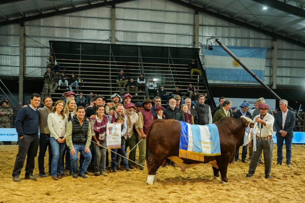Vaquillona Gran Campeón Hembra Braford en pista de Las Nacionales