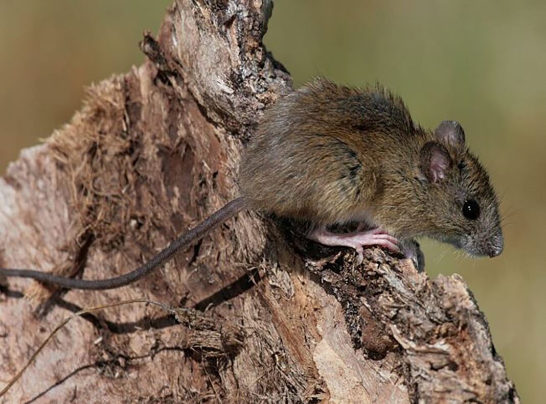 Mapa de la provincia de Buenos Aires con zonas de brote de hantavirus