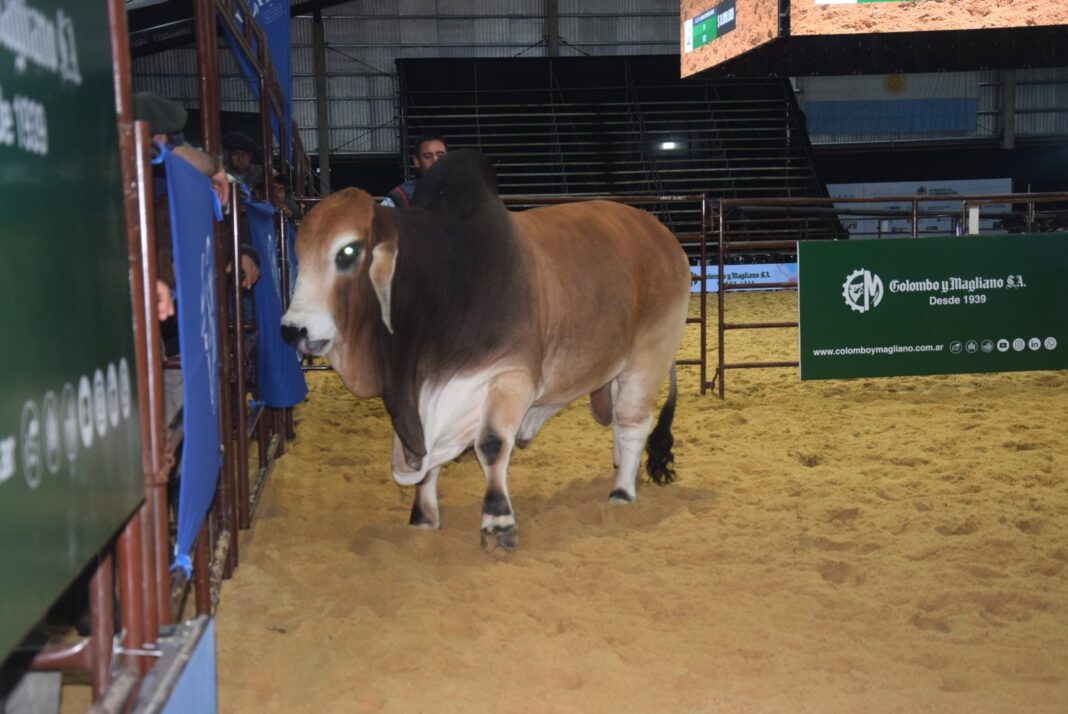 Toro Gran Campeón Brahman en exposición