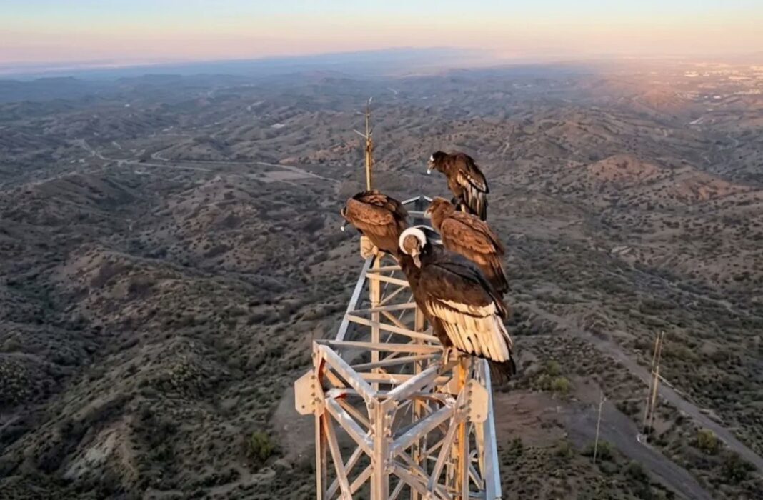Cóndores andinos posados sobre una antena repetidora en la cordillera de Mendoza