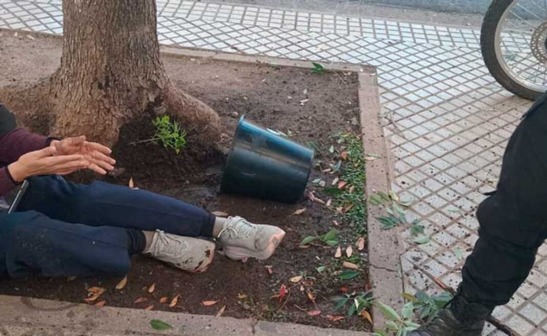 Maceta con planta de marihuana caída en la vereda de Rosario