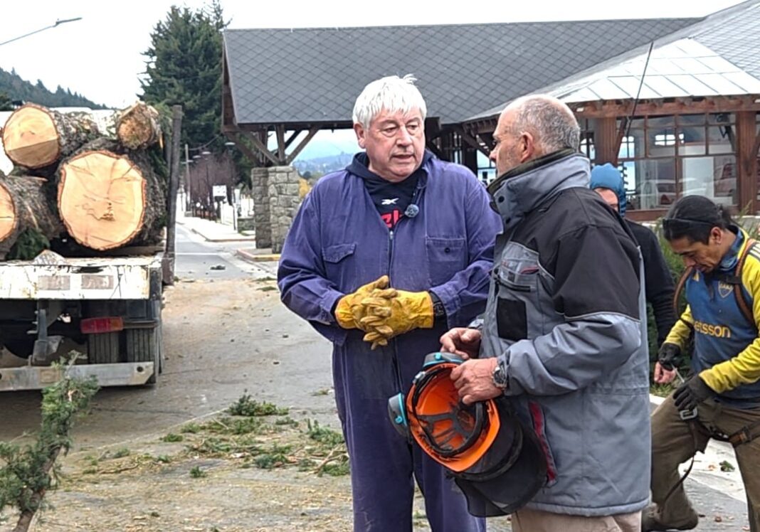 Intendente de Bariloche cortando ramas de pino con motosierra