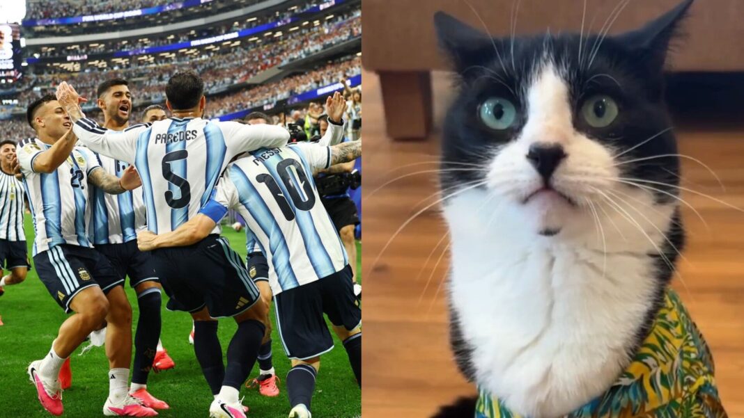Gato blanco y negro llamado Billy sentado frente a dos banderas para elegir un pronóstico de fútbol