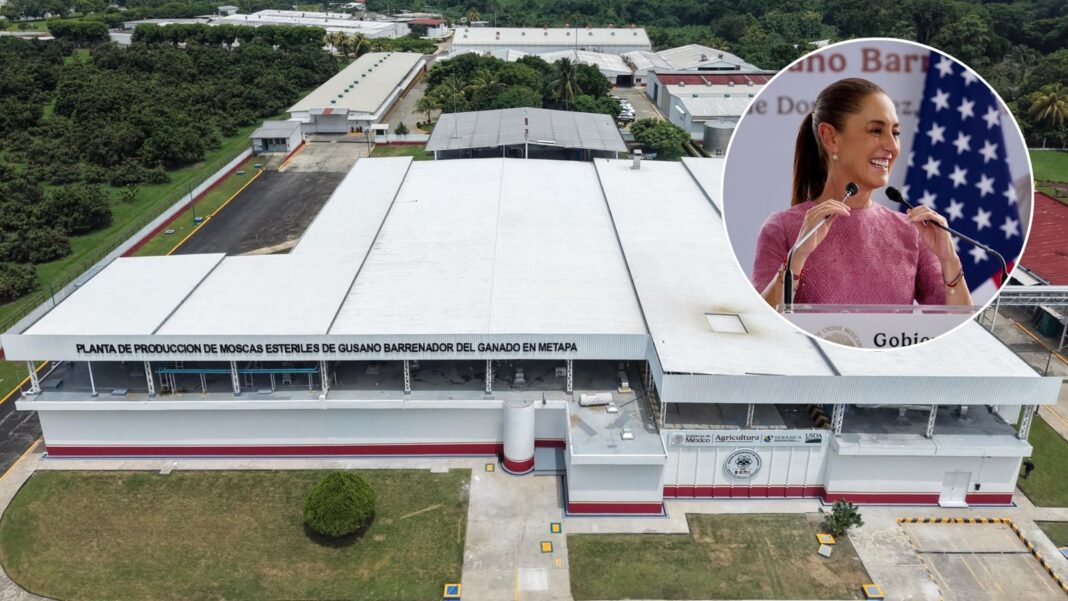 Planta de moscas estériles en Chiapas para combatir el gusano barrenador