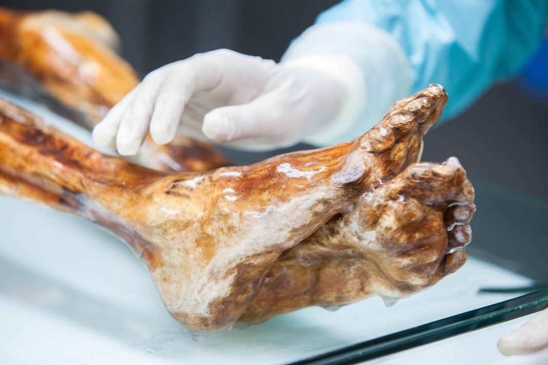 Momia de Ötzi, el hombre de hielo, conservada en el Museo de Arqueología del Tirol del Sur