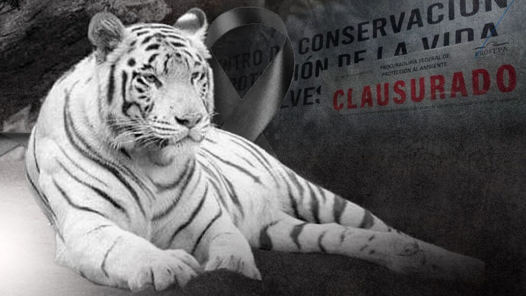 Tigre de Bengala Kenzo durante operativo de búsqueda en Tepetlaoxtoc