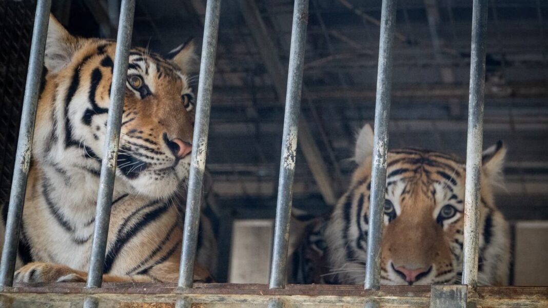 Seis tigres rescatados en Alemania, entre ellos una hembra blanca y sus crías, serán trasladados a España