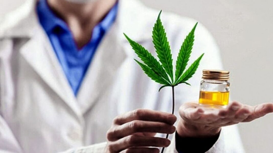 Planta de cannabis medicinal con frascos de aceite de CBD