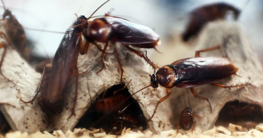 Cucaracha en el suelo de una vivienda
