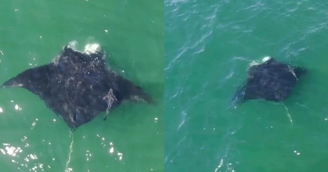 Mantarraya oceánica gigante nadando cerca de la costa de Jones Beach, Nueva York
