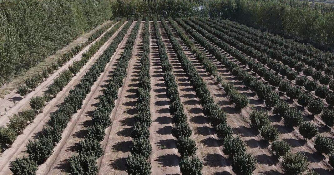 Campo irrigado en el Valle Inferior de Río Negro
