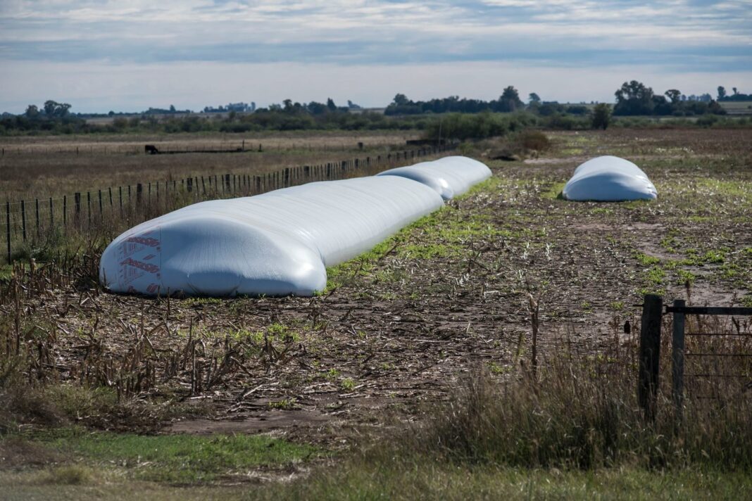 Campo de soja en Argentina