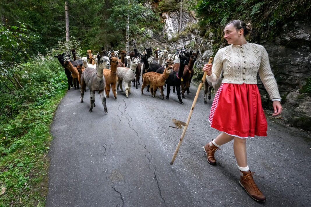 Pastora suiza arreando alpacas durante el 'alpabzug'