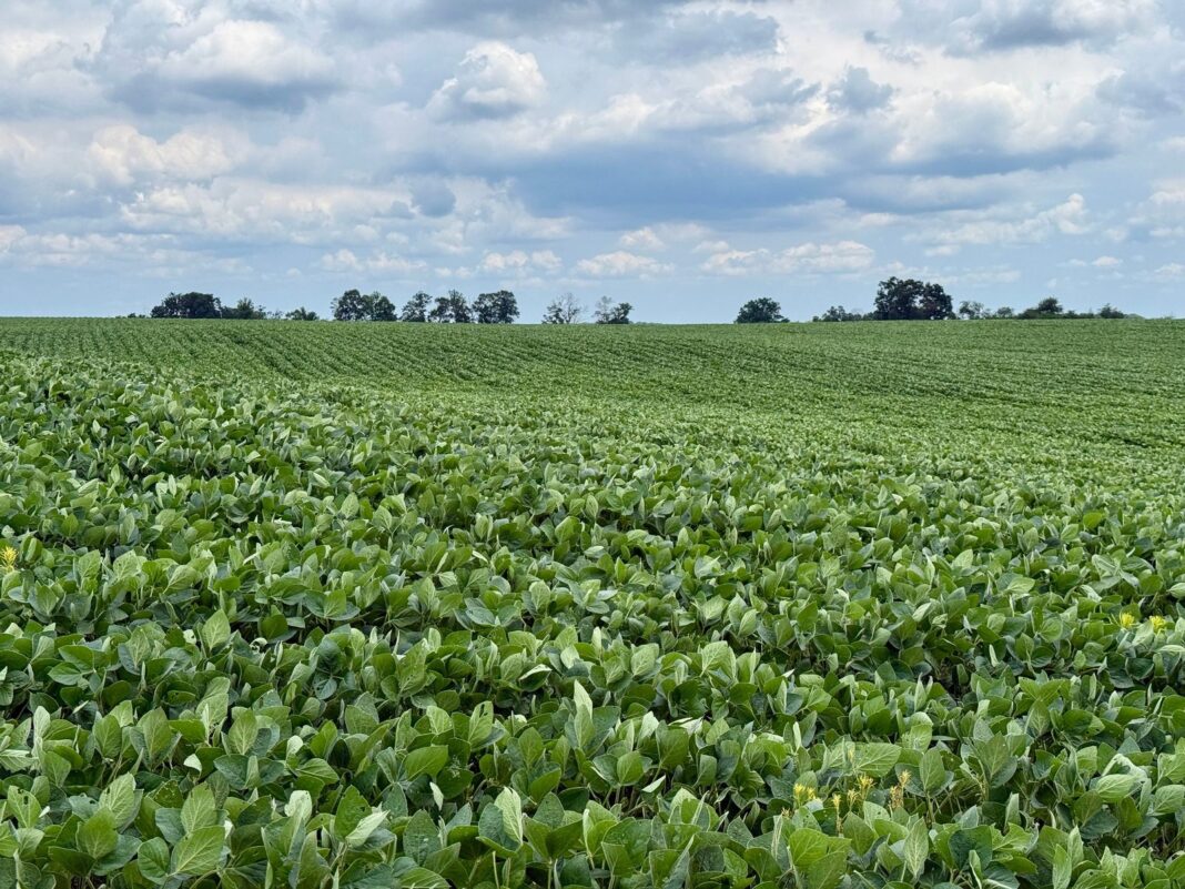 Planta de acopio de granos con silos y camiones