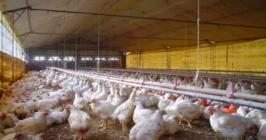 Pollos en una granja avícola