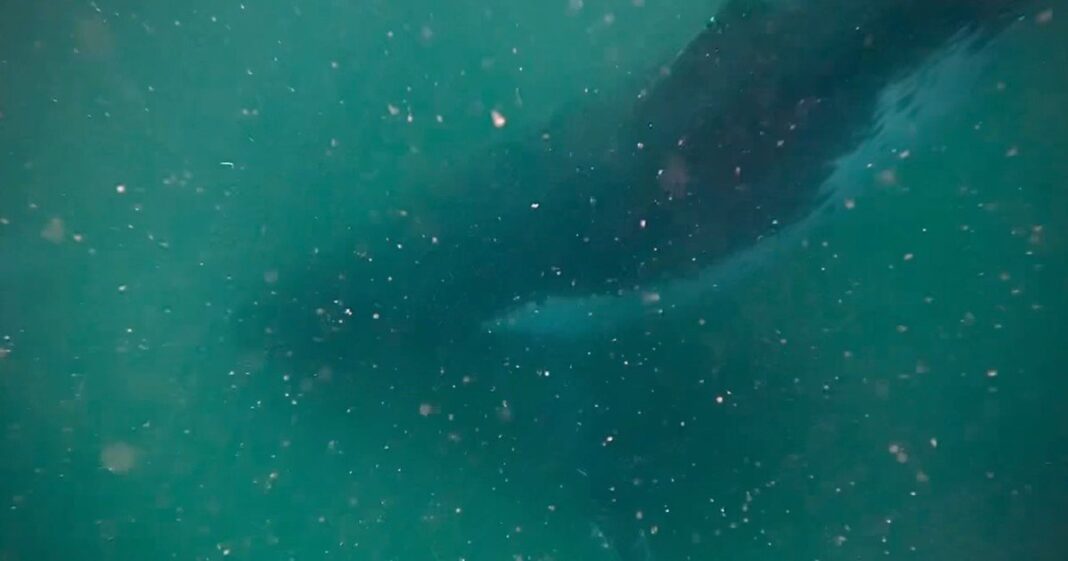 Ballena jorobada nadando cerca de su cría muerta en el fondo del mar frente a la costa de Gold Coast, Australia