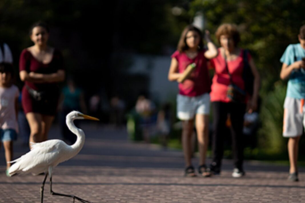 Vista de animales en el zoológico de Lisboa y el Ecoparque porteño